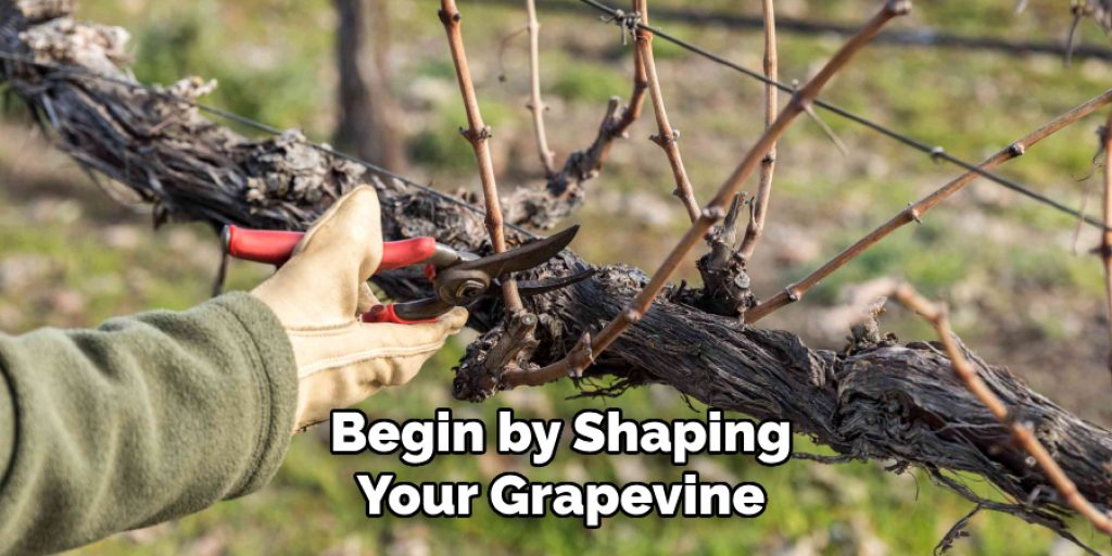 Begin by Shaping
Your Grapevine