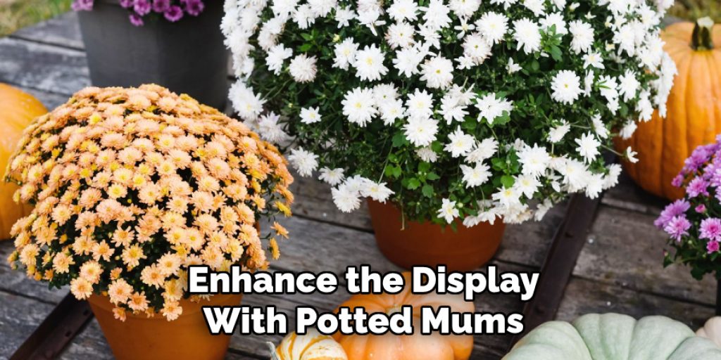 Enhance the Display
With Potted Mums