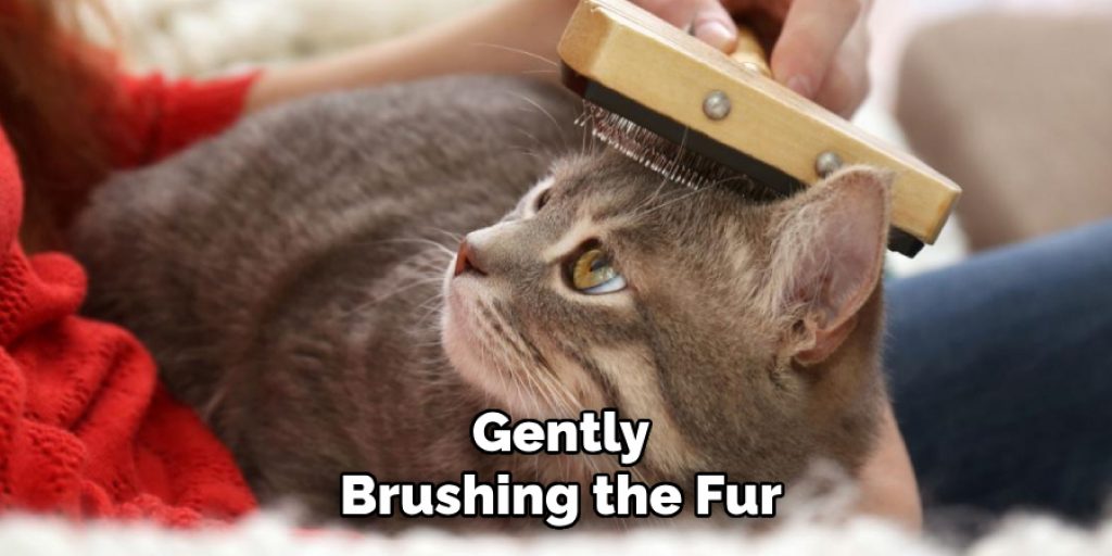 Gently
Brushing the Fur