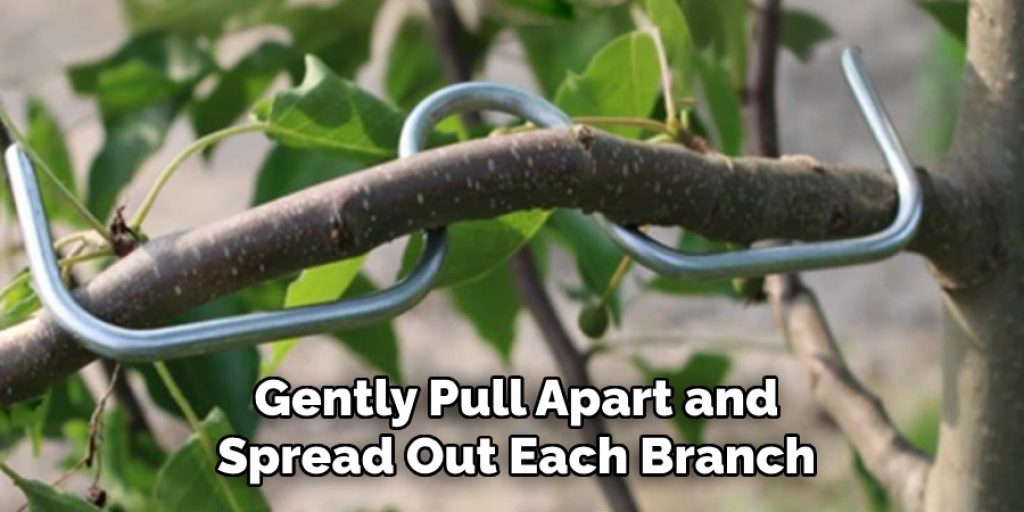 Gently Pull Apart and
Spread Out Each Branch