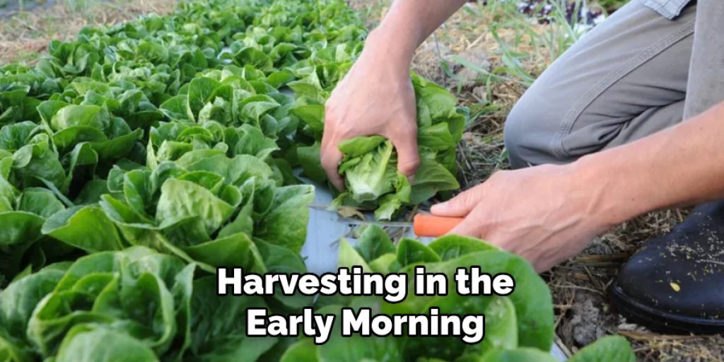 Harvesting in the
Early Morning