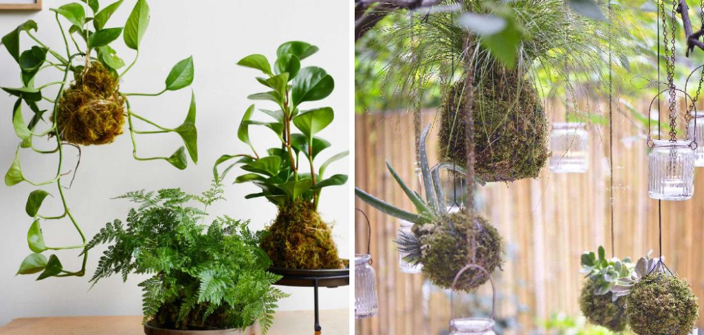 How to Make a Moss Ball