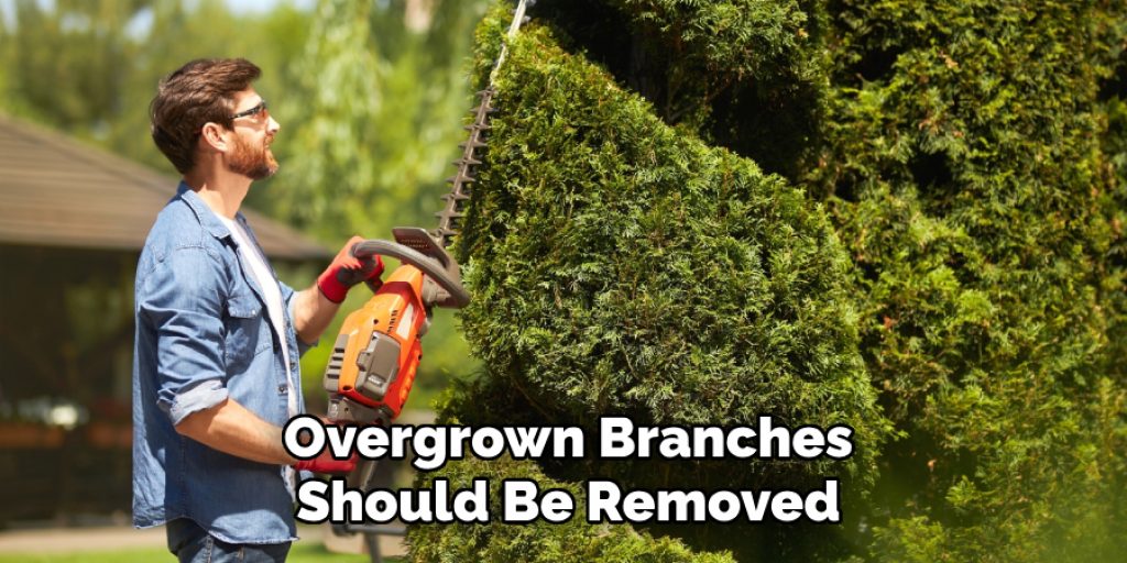Overgrown Branches
Should Be Removed