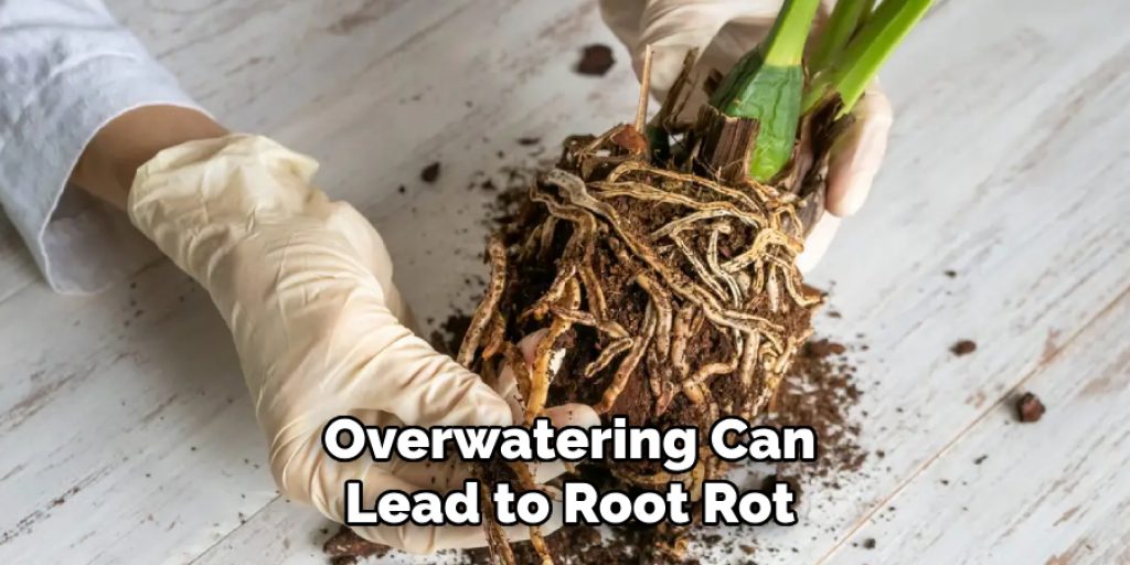 Overwatering Can
Lead to Root Rot