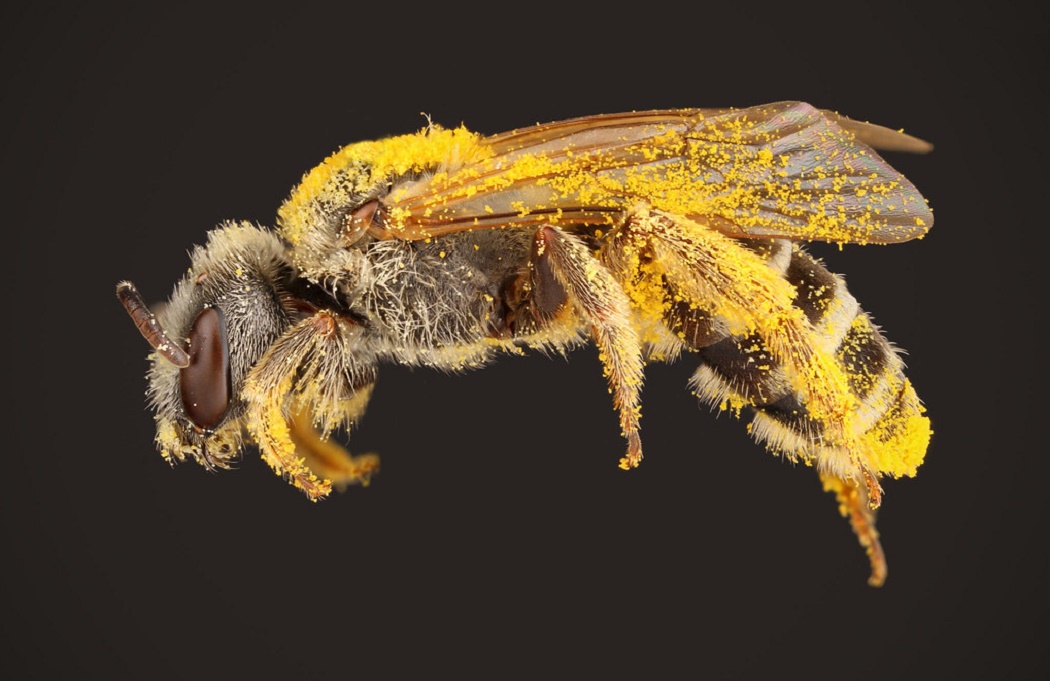 How to Deter Sweat Bees