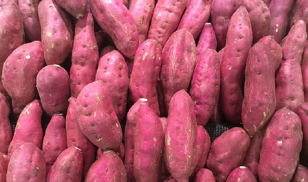 How to Grow Japanese Sweet Potato