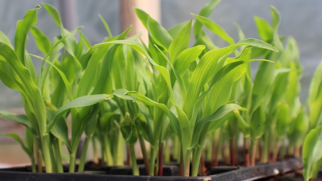 How Do You Transplant Corn Seedlings