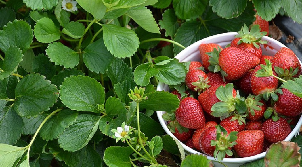 Strawberry fields