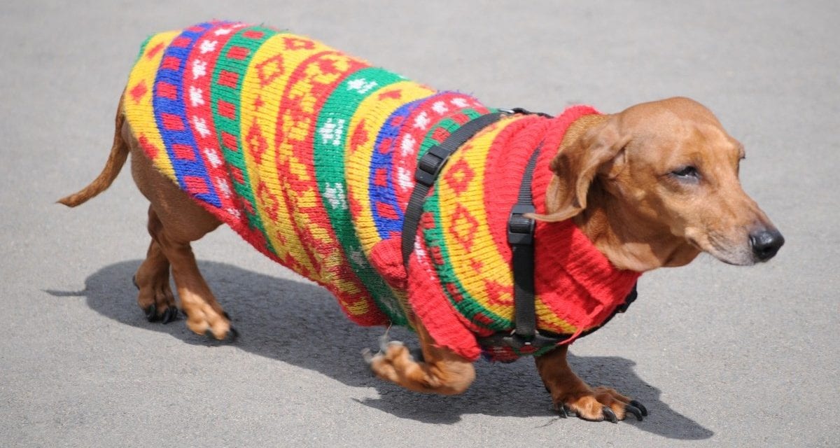 how to make a dog sweater from a sock