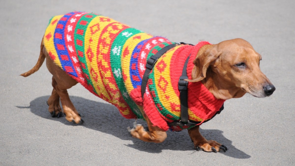 How to Make a Dog Sweater Out Of a Sock in 4 Easy Steps(2022)