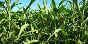 How to Make Fake Corn Stalks