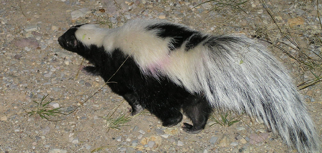 How to Make a Skunk Tail