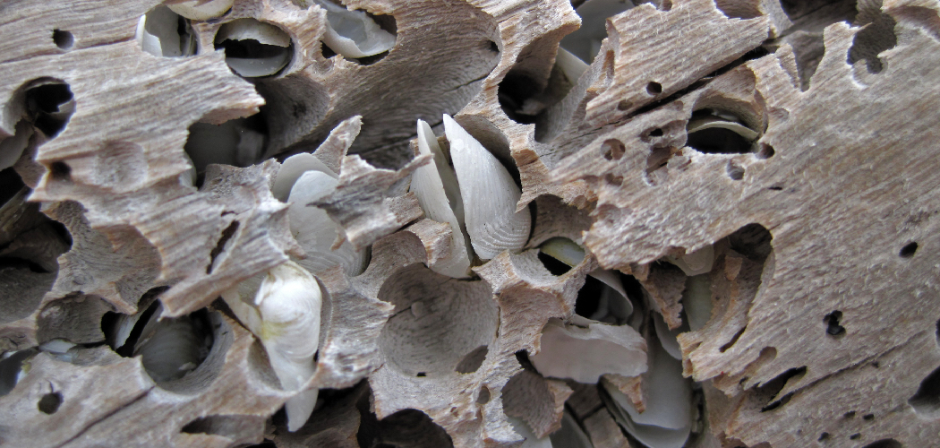 How To Make Driftwood Sink