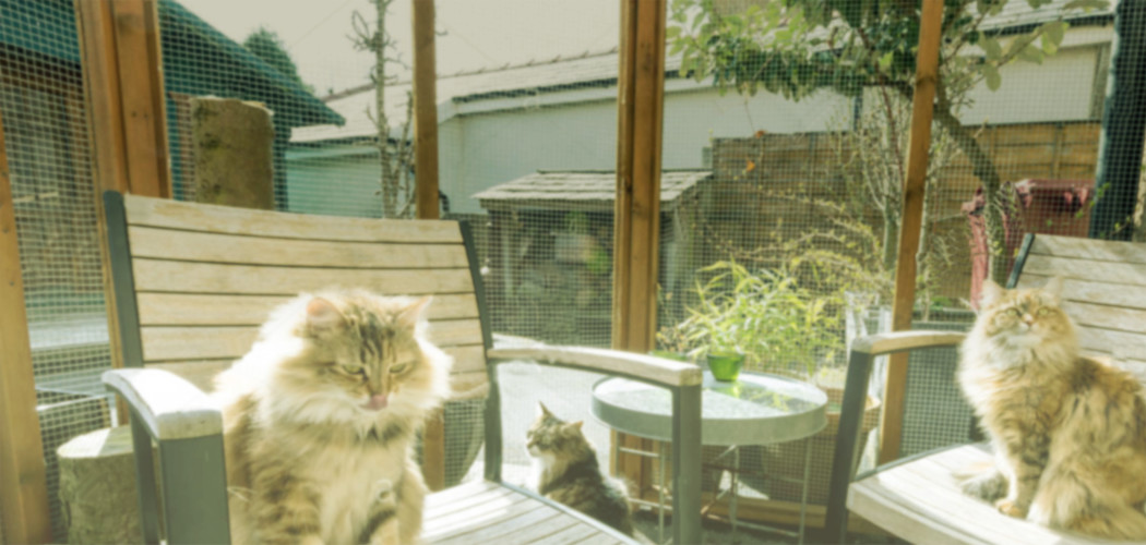 How to Build a Catio on a Balcony