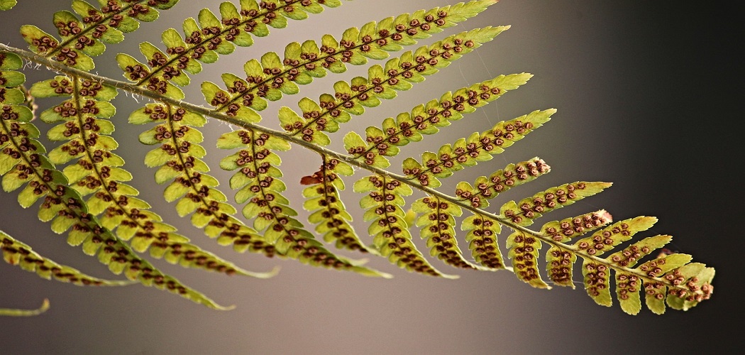 How to Revive a Dying Fern