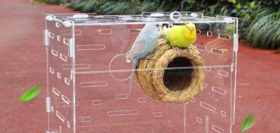 How to Build an Acrylic Bird Cage