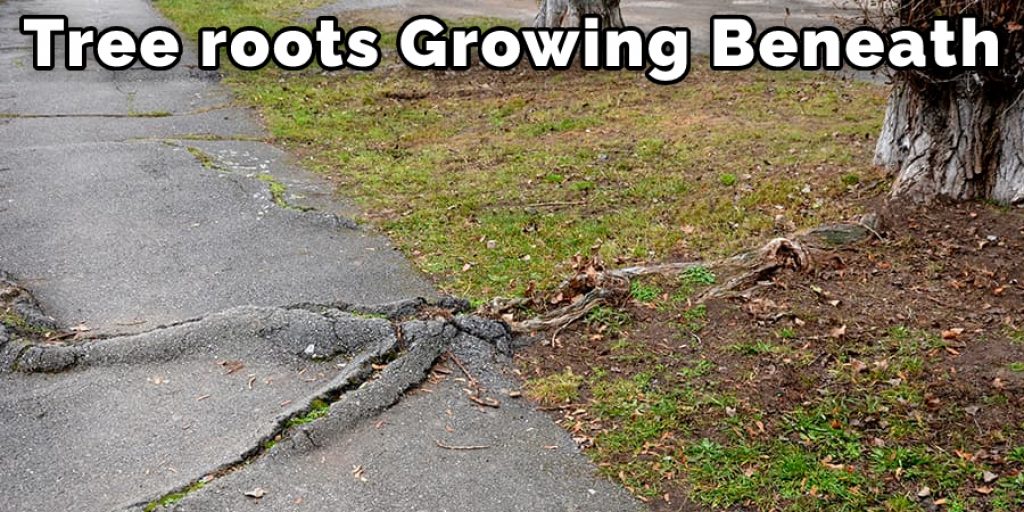 Tree roots growing beneath