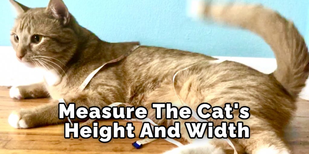 Measure The Cat's Height And Width