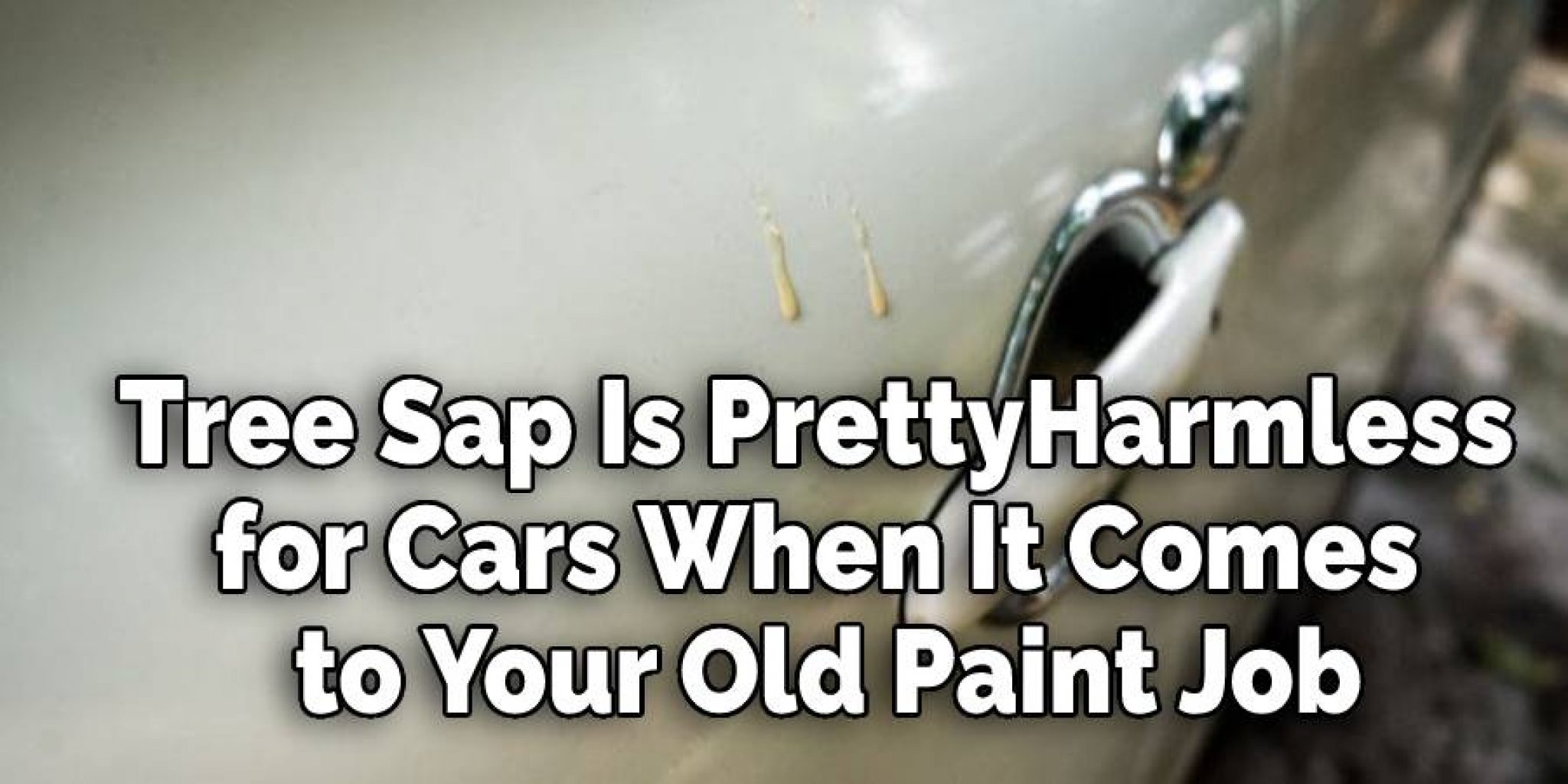 How to Remove Tree Sap From Car Without Damaging Paint (2024)