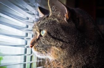 How to Keep Cats Out of Window Blinds