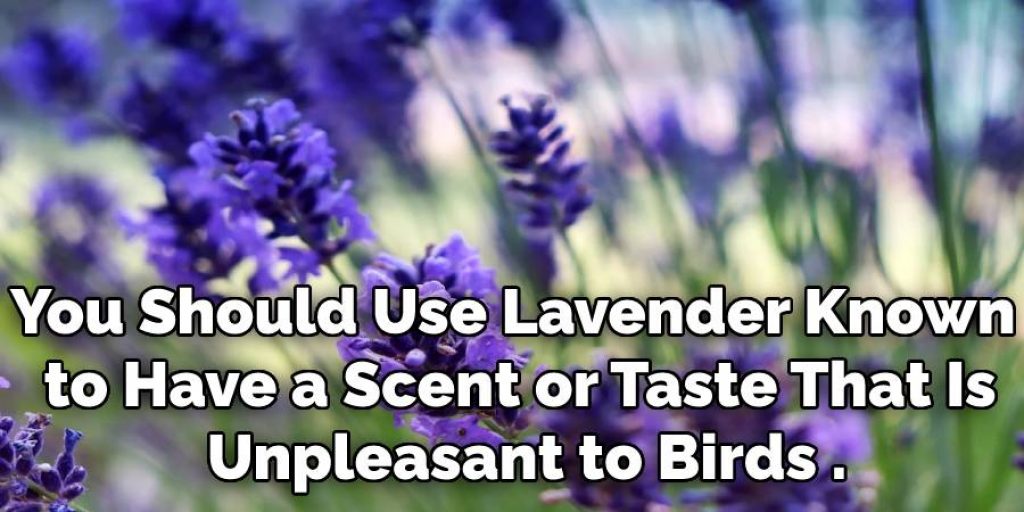 You Should Use Lavender Known 
to Have a Scent or Taste That Is
 Unpleasant to Birds .