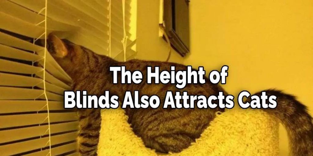 The Height of Blinds Also Attracts Cats