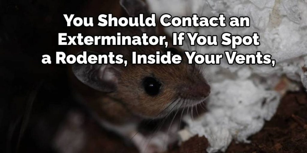 You Should Contact an
Exterminator, If You Spot
a Rodents, Inside Your Vents,