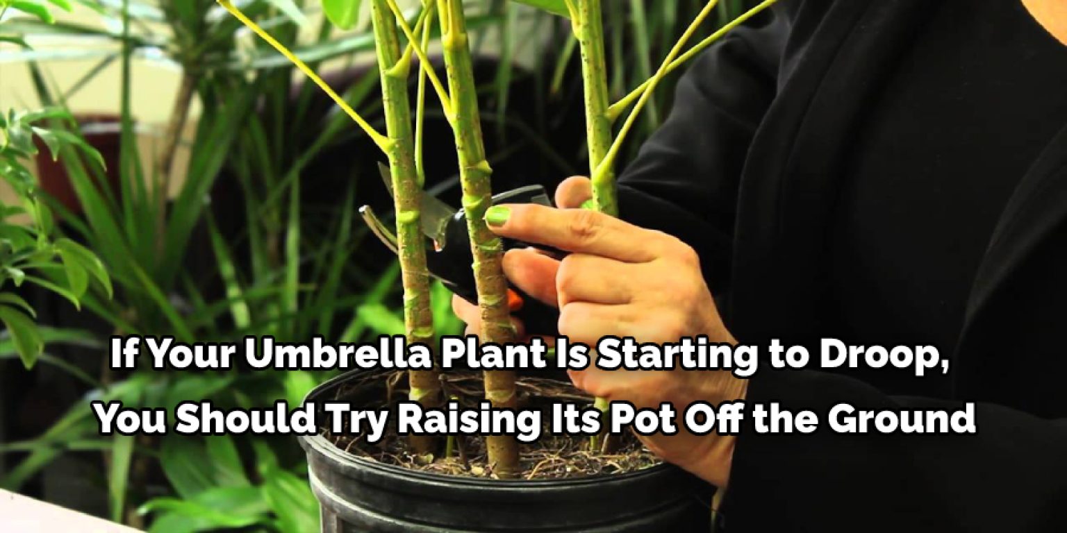 How To Save A Dying Umbrella Plant