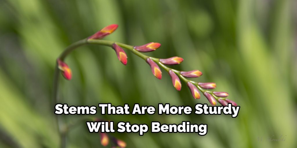 5 Benefits of Stronger Plant Stems