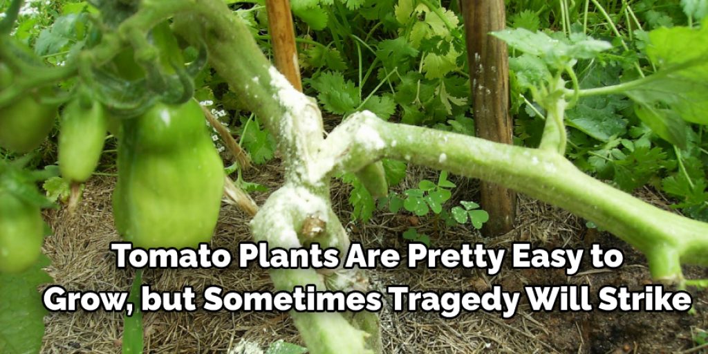 Can a Broken Tomato Plant Be Saved