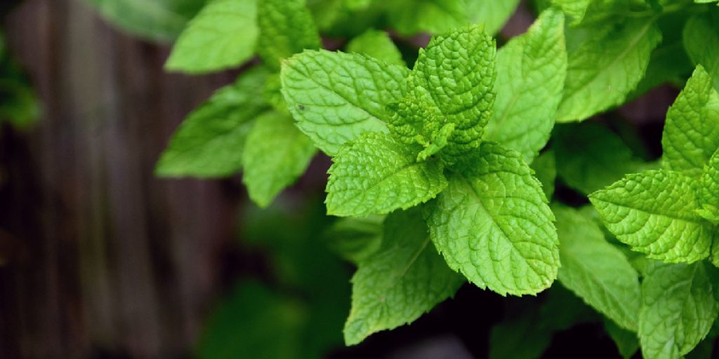 How to Bring a Mint Plant Back to Life