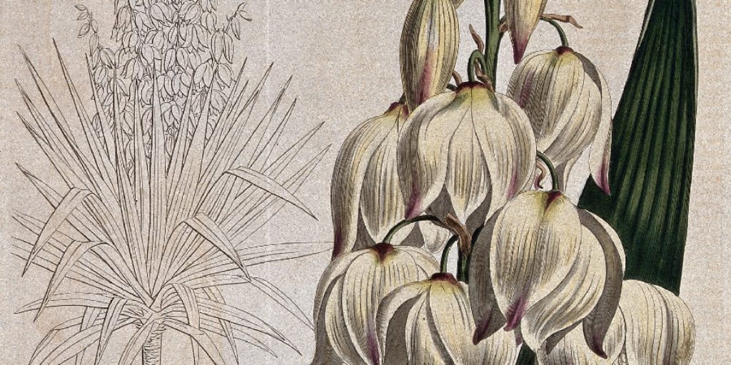 How to Draw a Yucca Plant  