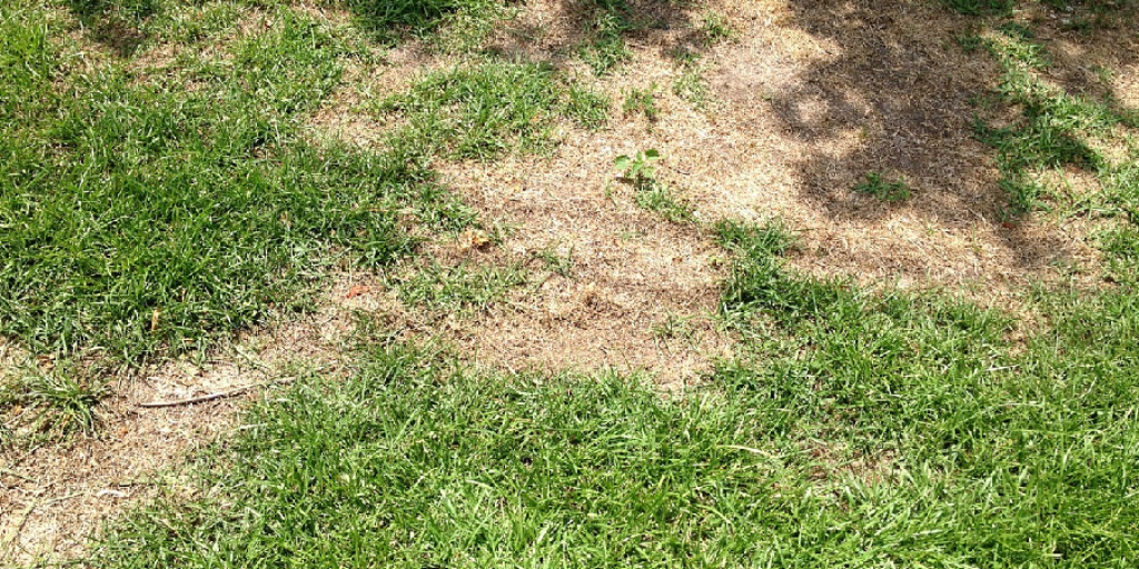 How to Fix Dog Spots in Lawn