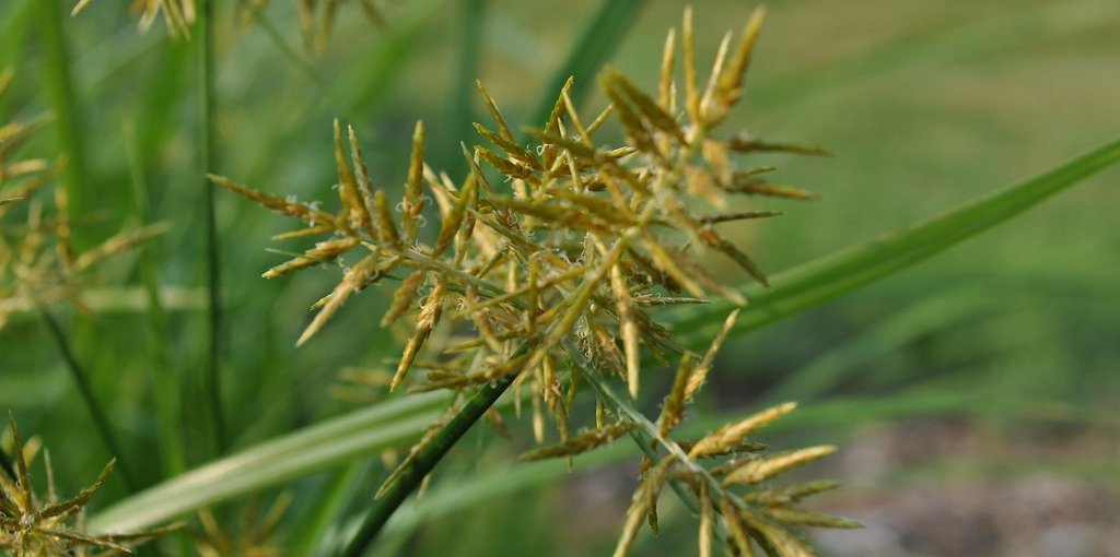How to Get Rid of Nutsedge Naturally