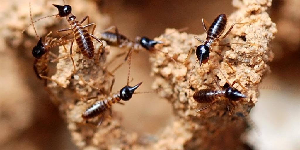How to Get Rid of Termites in the Lawn 