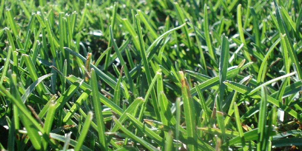 How to Get Rid of Thick Grass in Lawn