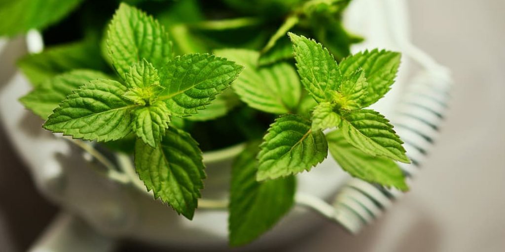 How to Pick Mint Leaves Without Killing Plant