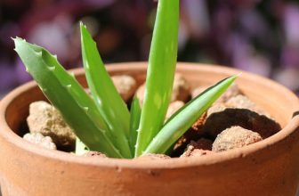 How to Plant Aloe Vera Without Roots