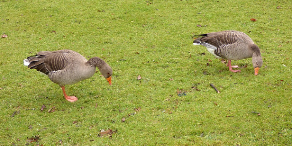 How to Remove Goose Poop From Lawn