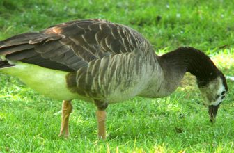 How to Scare Geese Off Your Lawn