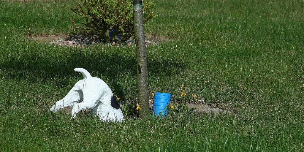 How to Stop Animals From Digging Up Your Lawn