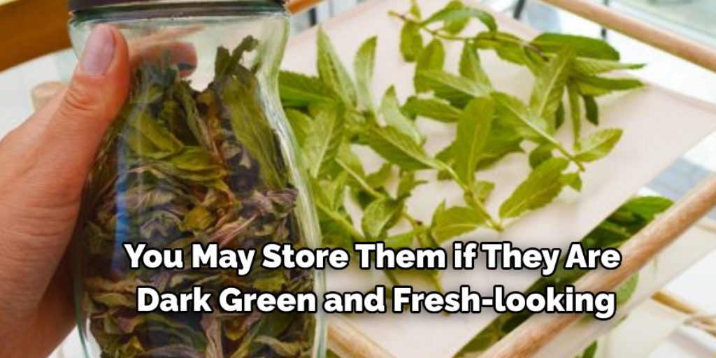 How to Store Picked Mint Leaves