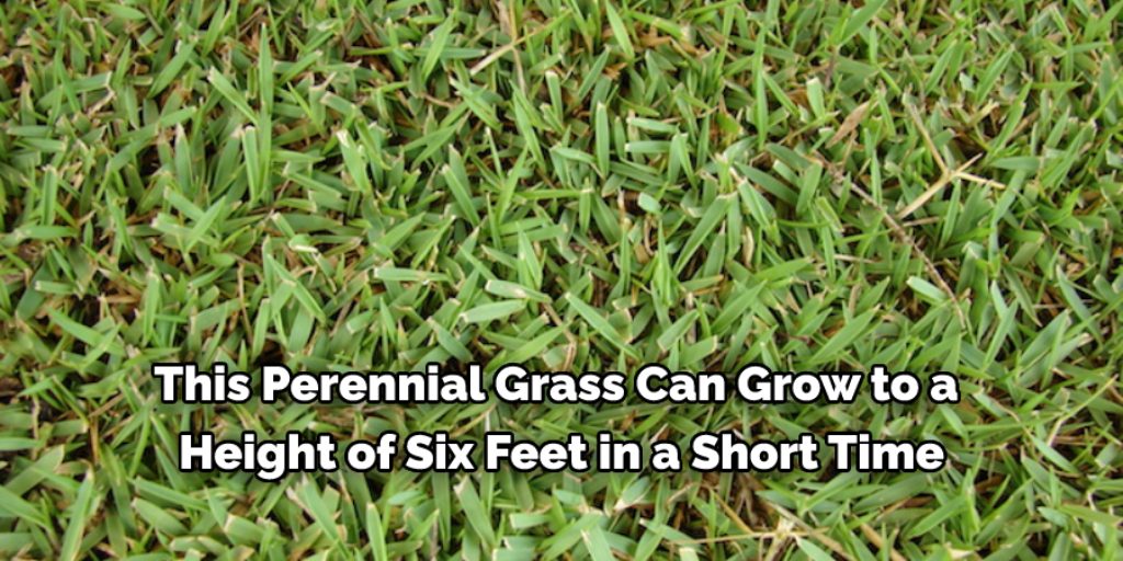 How to identify and control thick grasses