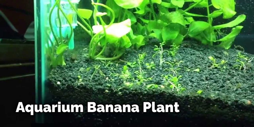 Aquarium Banana Plant 
