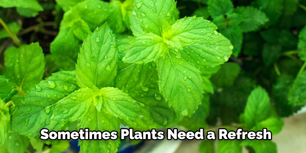 Methods on How to Bring a Mint Plant Back to Life