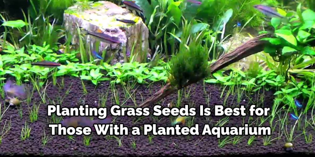 Methods on How to Plant Aquarium Grass Seeds