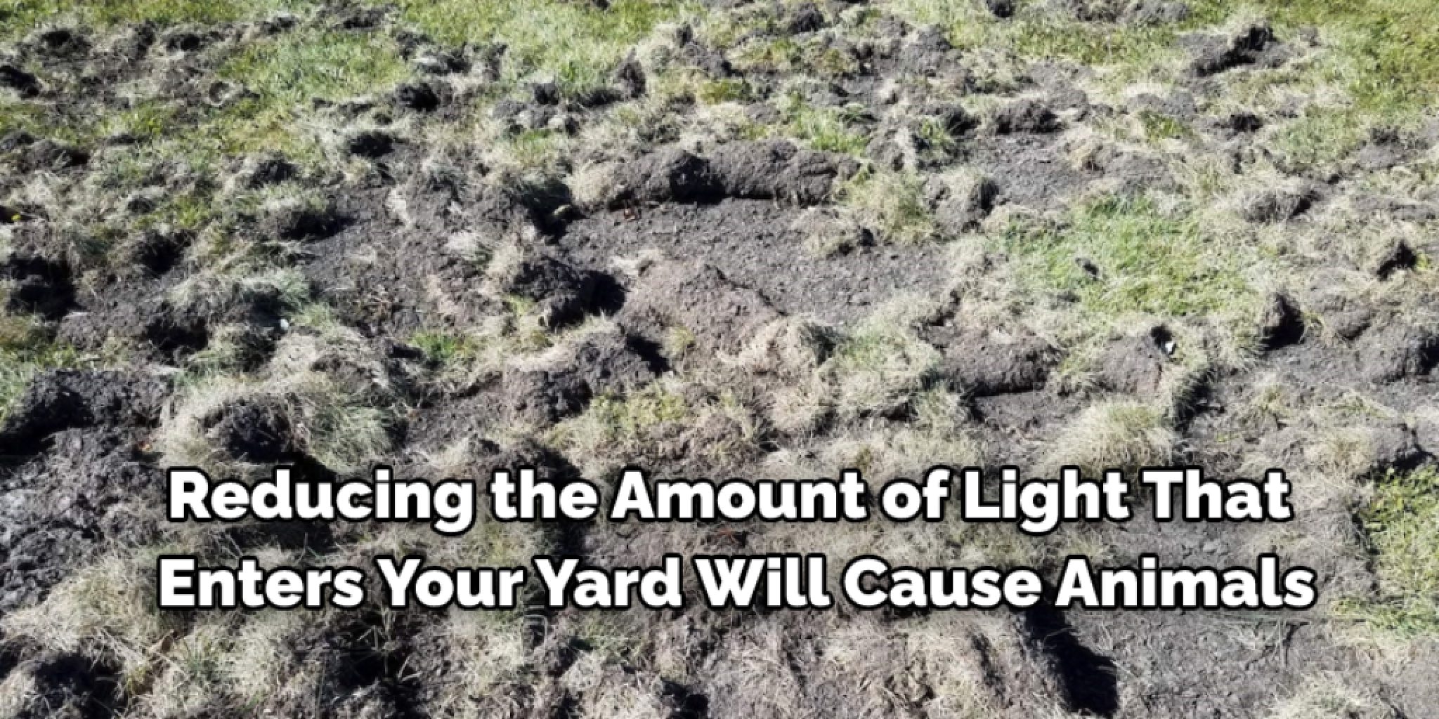 How To Stop Animals From Digging Up Your Lawn Top 10 Methods