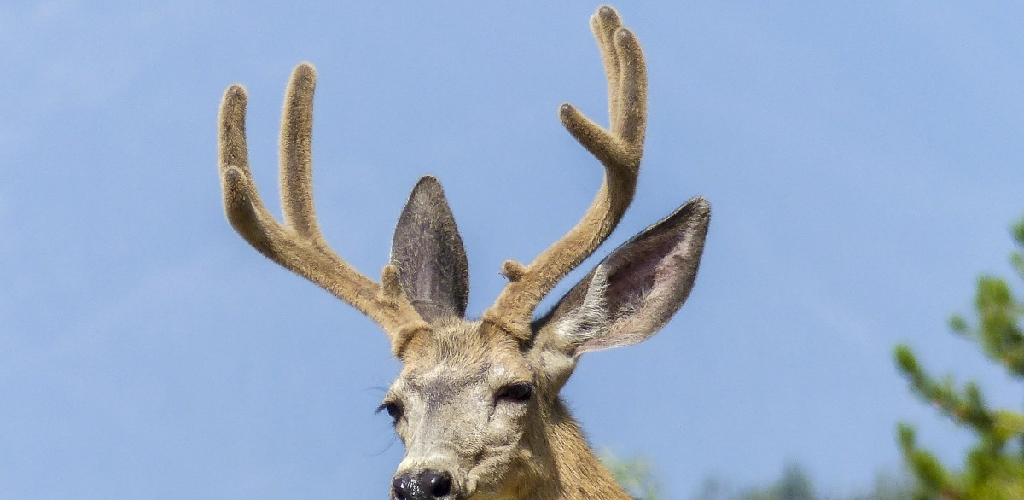 How to Make Deer Antlers Out of Sticks