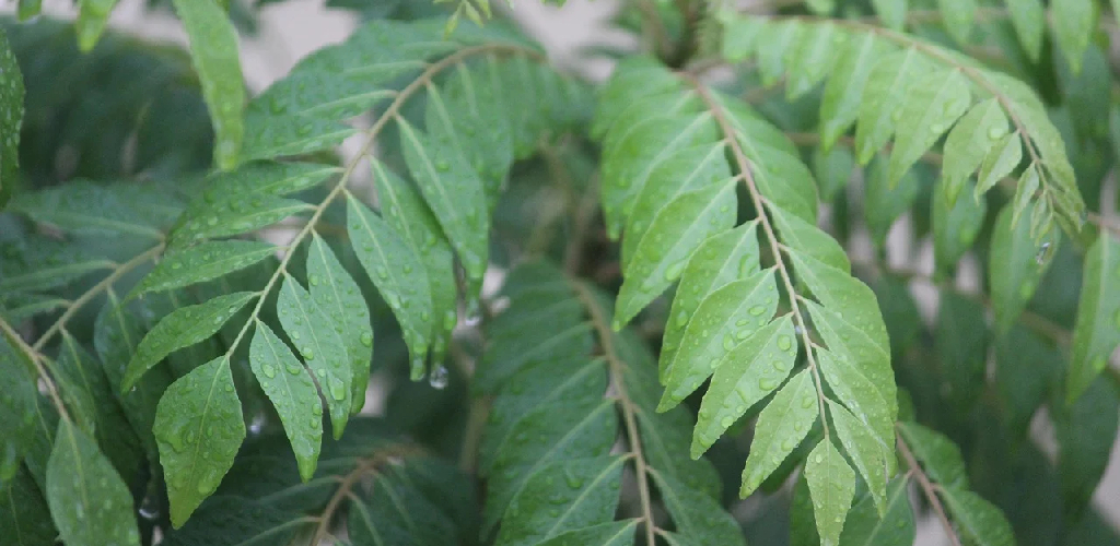 How to Revive Curry Leaf Plant