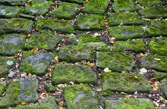 How to Get Rid of Moss Between Pavers